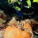 anemonefish_pink_lk_v_0705_png1183.jpg